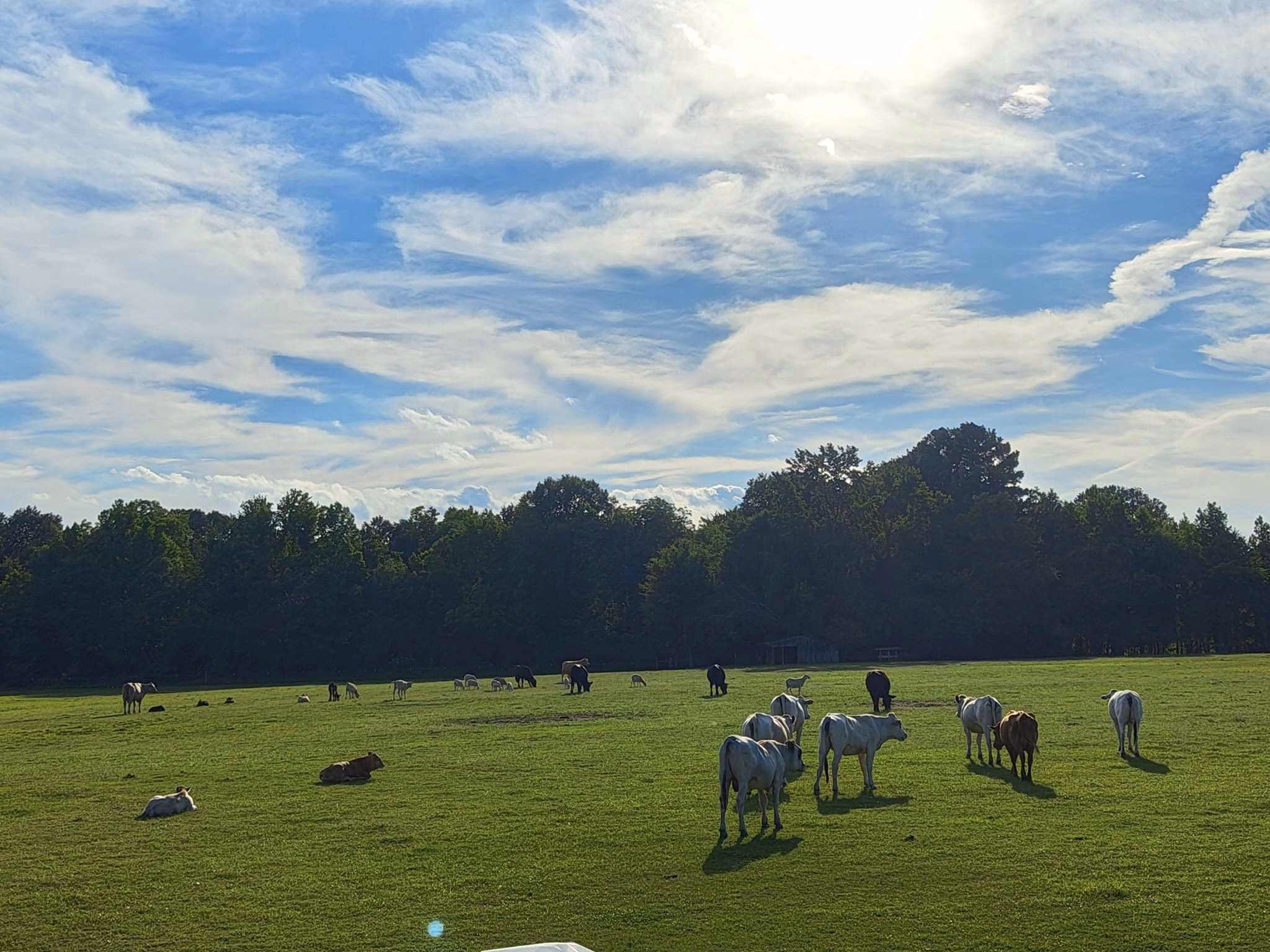 image of a main course assortment (for a chinese restaurant)