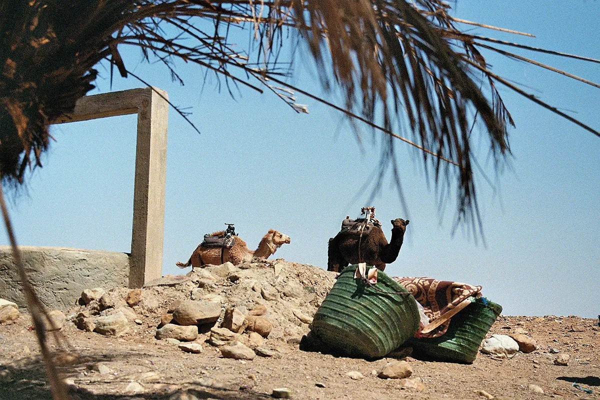 Two camels standing next two a well with a palm tree hanging into the picture frame.