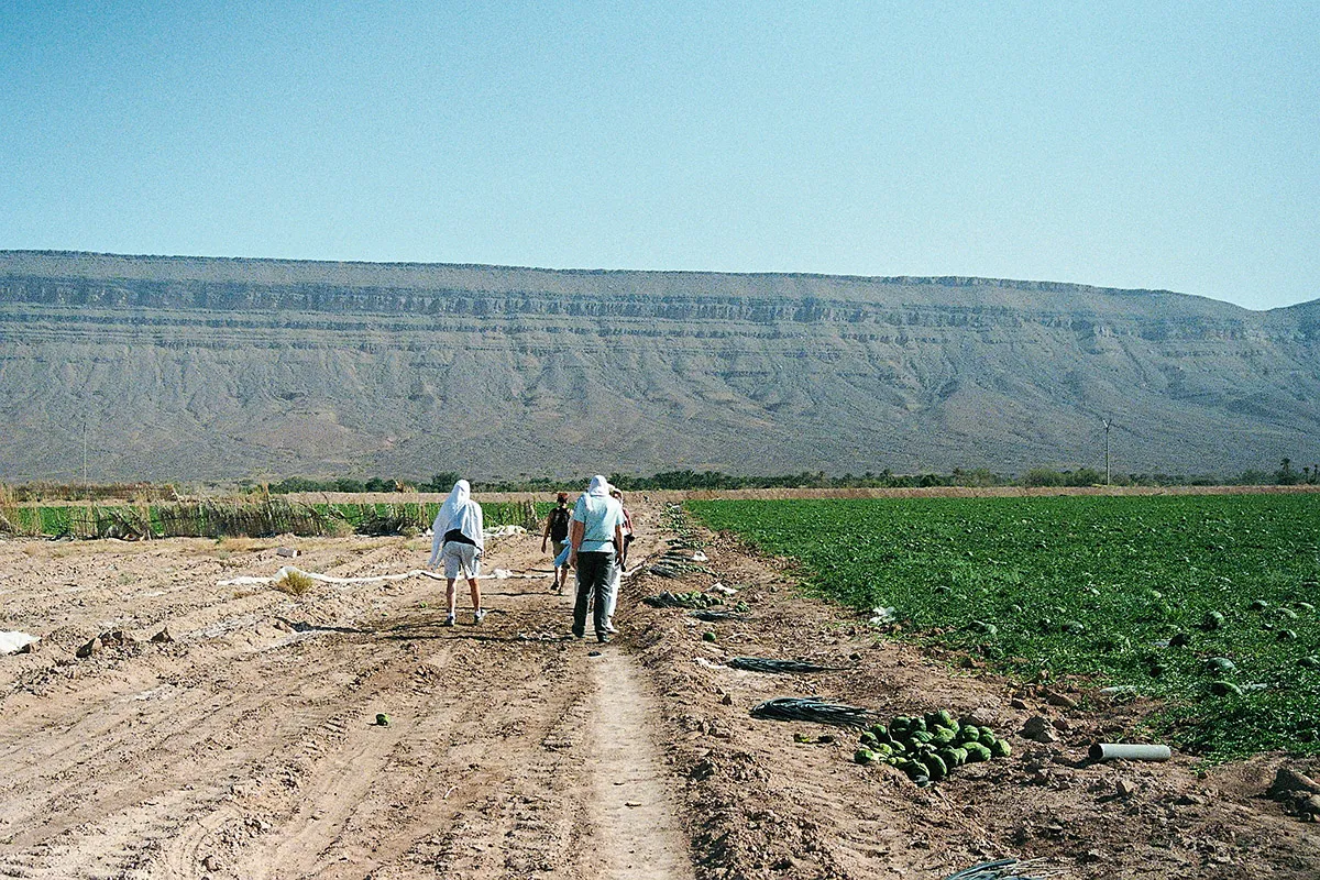 People walking past a field of watermelons in morocco.