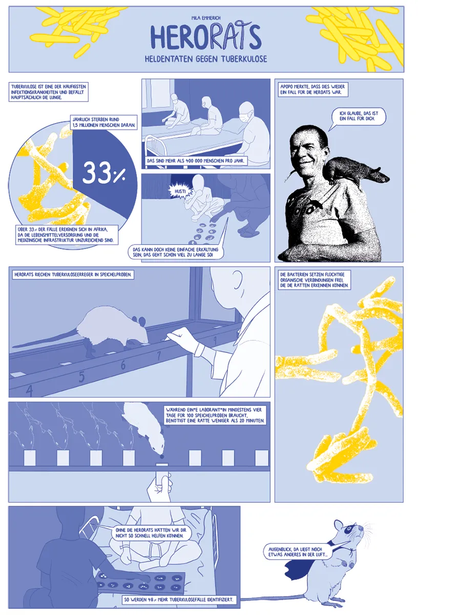 A comic sequel about the story of HeroRats detecting tuberculosis.