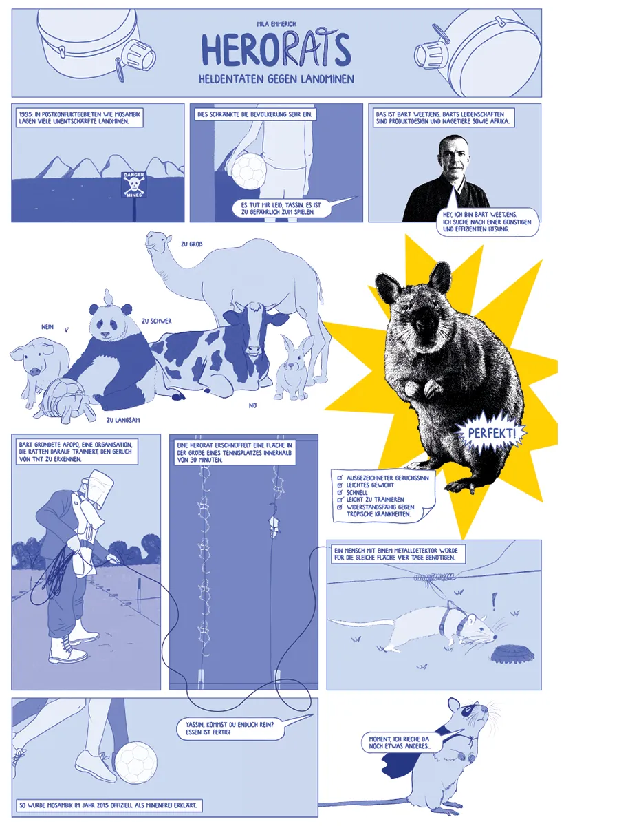 A comic about the discovery of HeroRats and their ability to detect landmines.