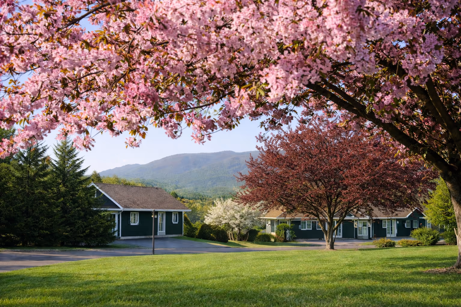 Spring scene with vibrant pink and red blossoming trees framing green lawns and small houses against a backdrop of forested mountains.
