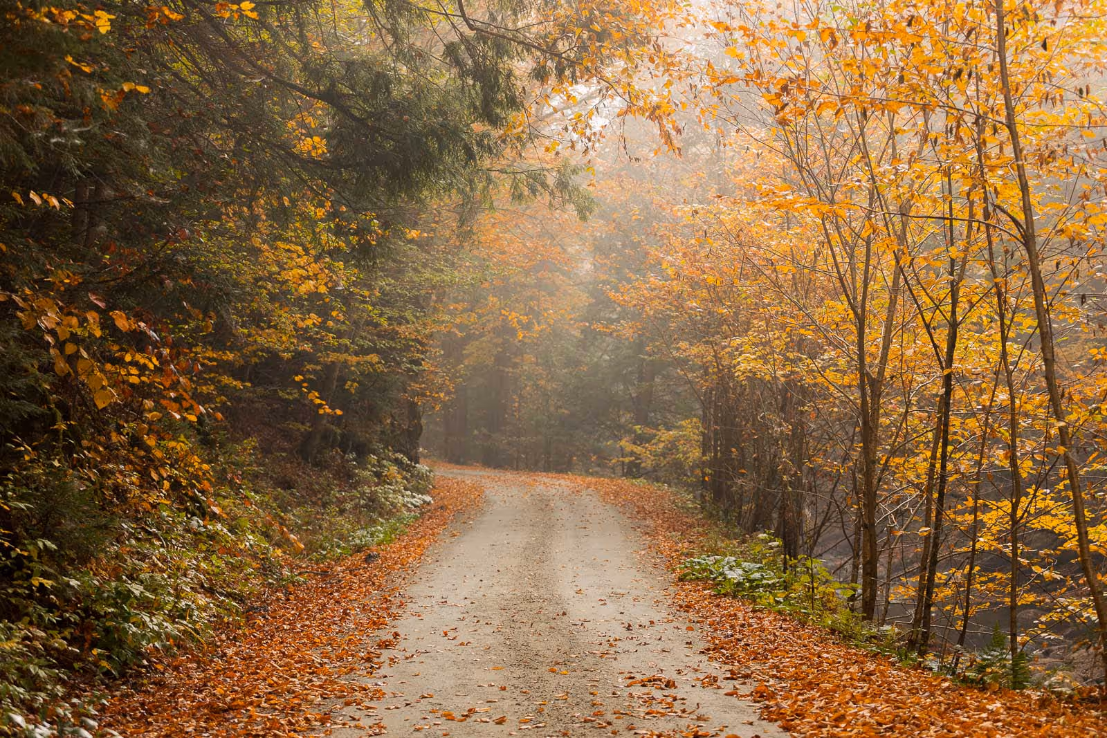 Forest path covered with fallen orange leaves surrounded by trees with autumn foliage.