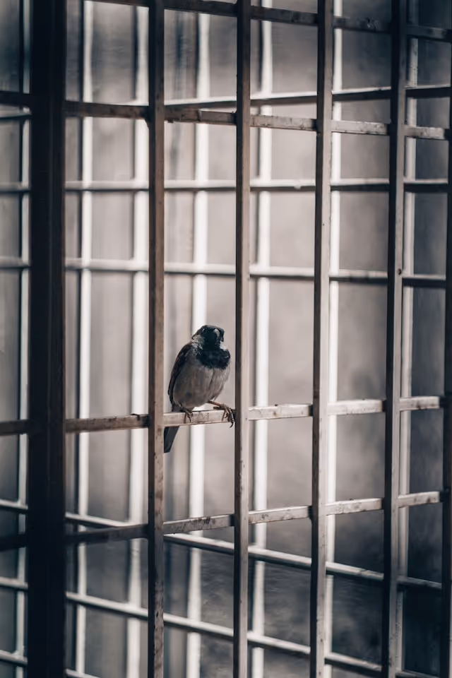 A free bird outside the prison bars. Louisiana Bail Agents helps families come together and get a second chance by offering affordable emergency bail bonds services in New Orleans LA and all of Orleans Parish.