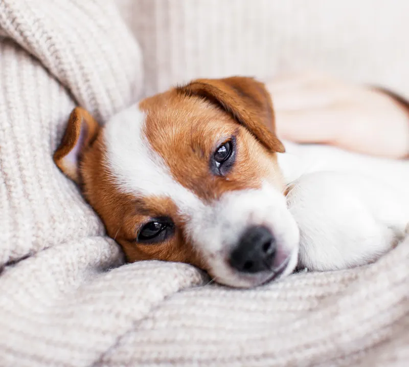 Close-up of a brown and white puppy resting on a beige knitted blanket.