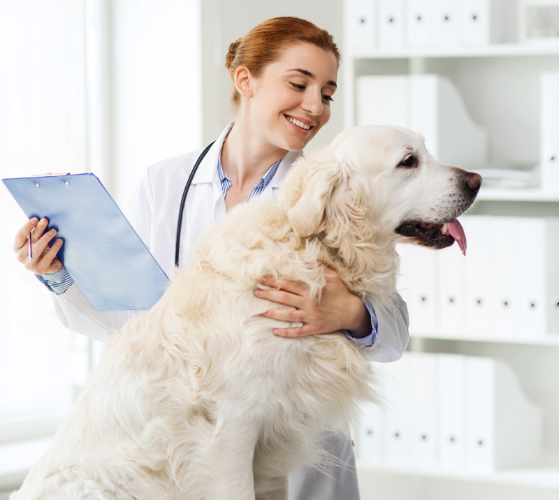 Smiling female veterinarian holding a clipboard and hugging a large golden retriever dog in a bright clinic.