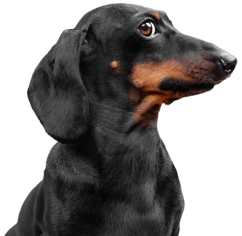 Profile of a black and tan dachshund looking to the right.