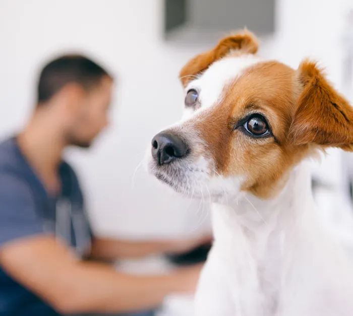 Close-up of a small brown and white dog with a focused expression, with a blurred veterinarian in the background.