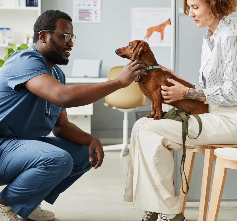 Veterinarian kneeling and examining a dachshund dog held by a woman sitting on a stool in a clinic.