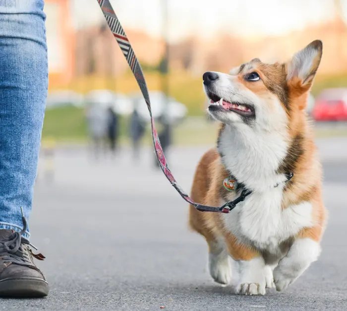 Corgi dog on a leash looking up while walking on pavement next to a person wearing jeans and sneakers.