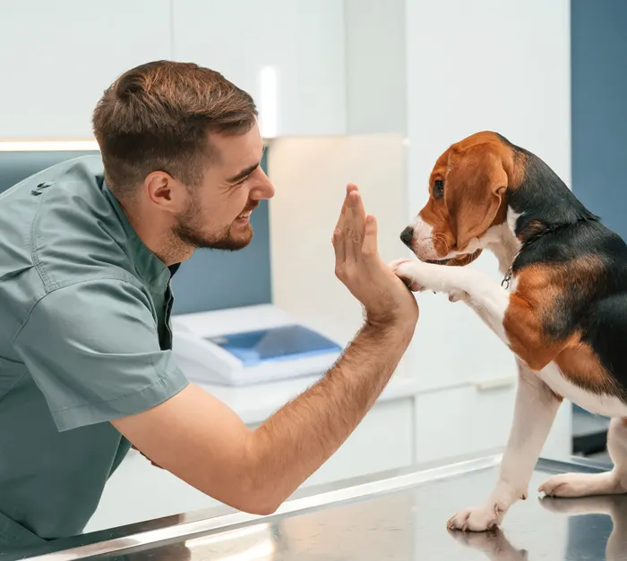 Male veterinarian giving a high five to a beagle dog inside a clinic.