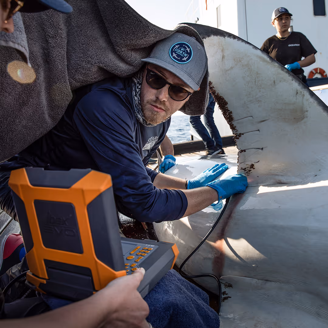 OCEARCH scientists wearing gloves and hats examining and scanning the fin of a large shark on a boat deck.