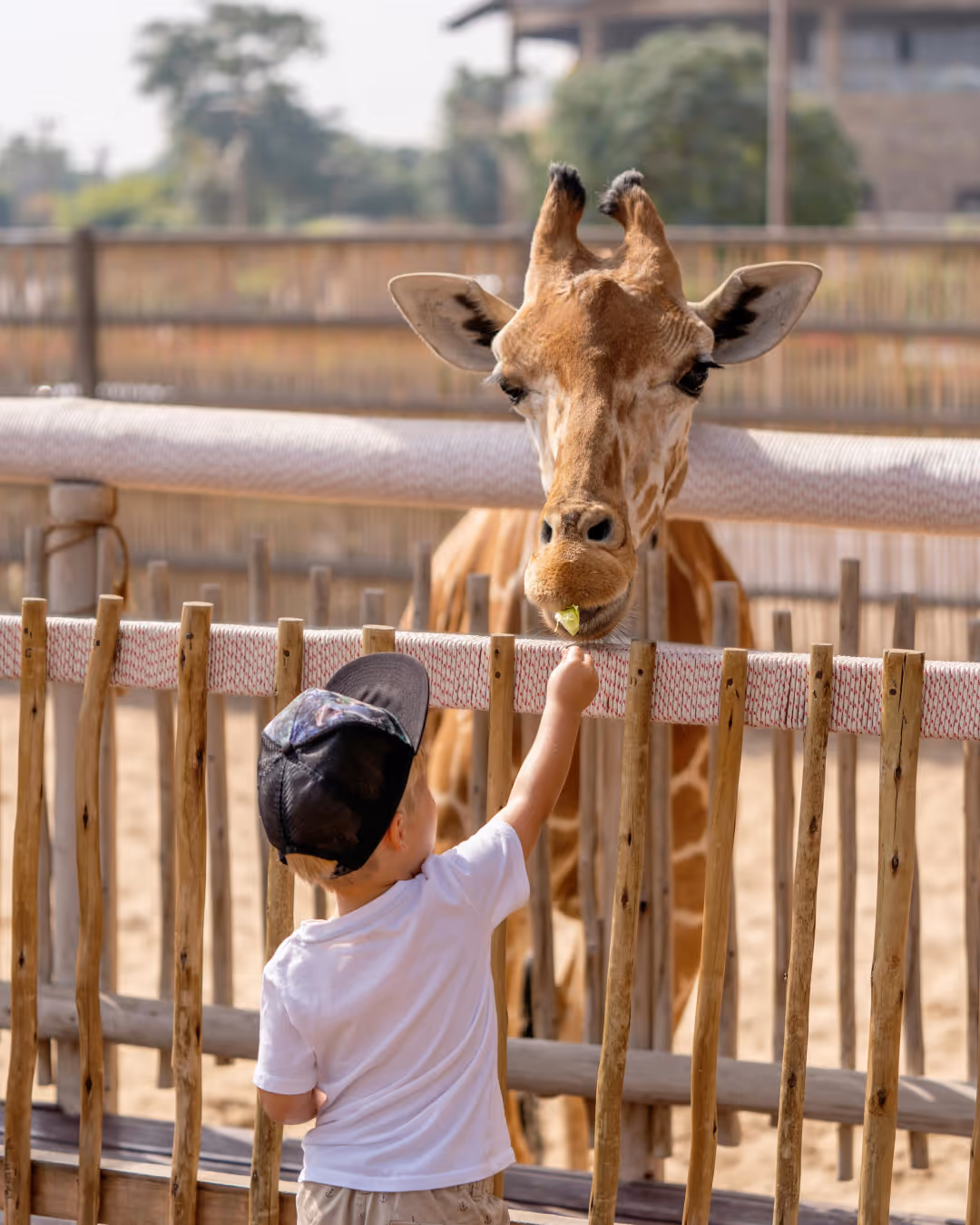 Young boy wearing a black cap feeds a giraffe through a wooden fence at a zoo.