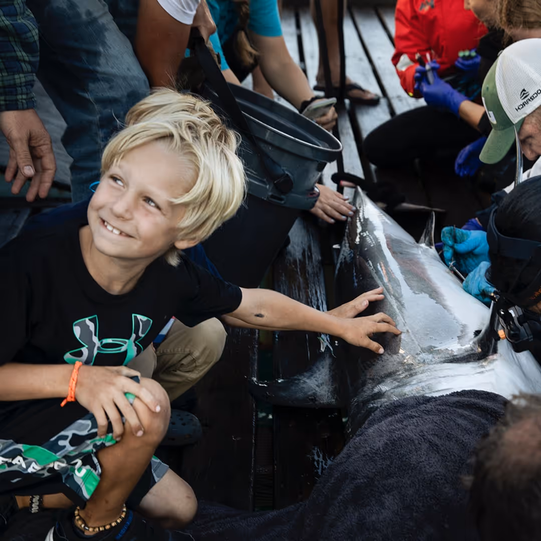 A smiling boy touches a large shark lying on a deck surrounded by several scientist.