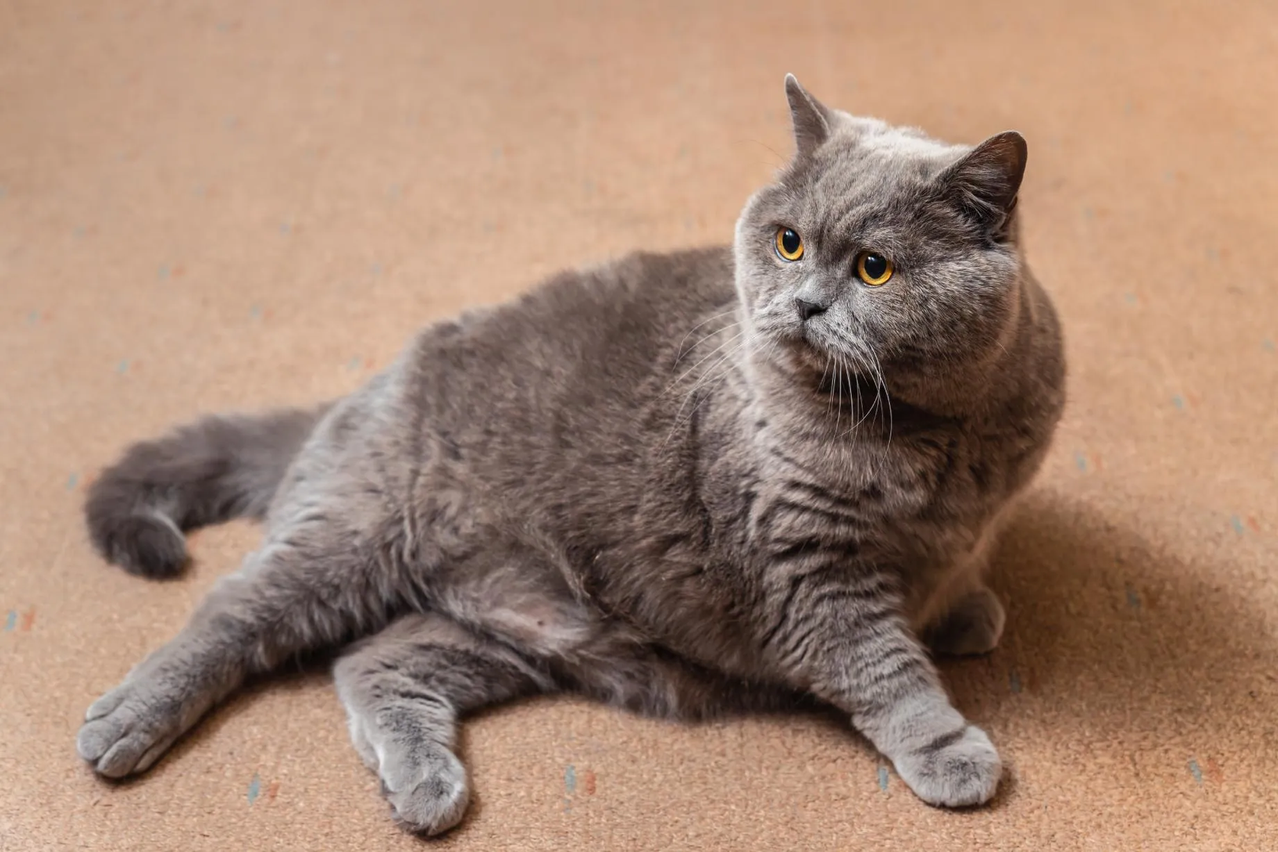 Plump grey British Shorthair cat with amber eyes lying on a brown carpet.