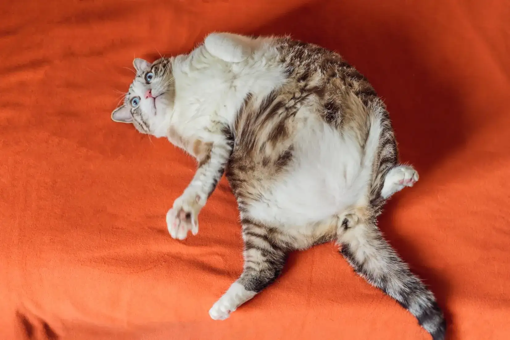 Obese tabby cat with white belly lying on its back on an orange blanket.