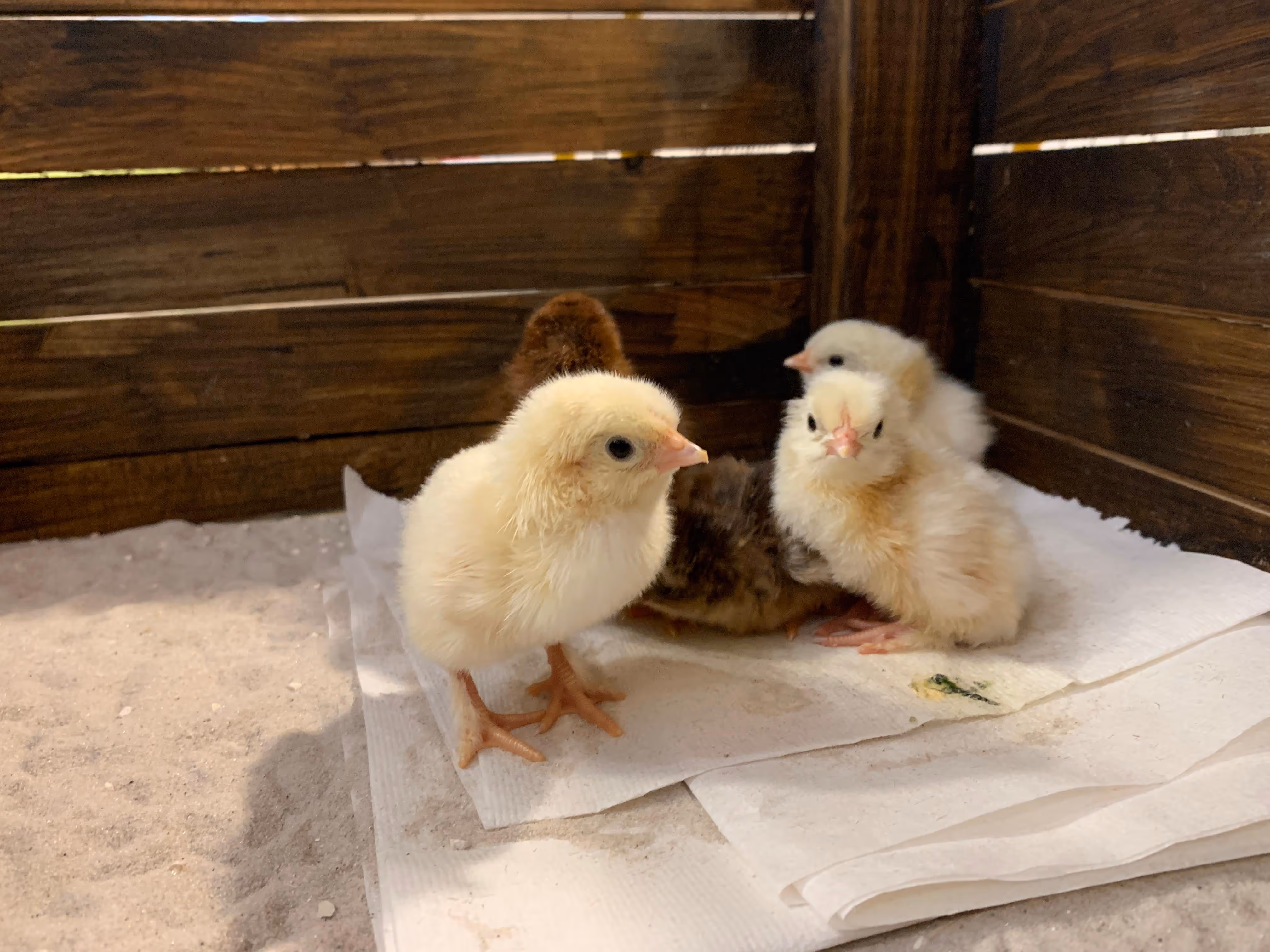 Ein paar helle und dunkele Hühnerküken in ihrem Stall
