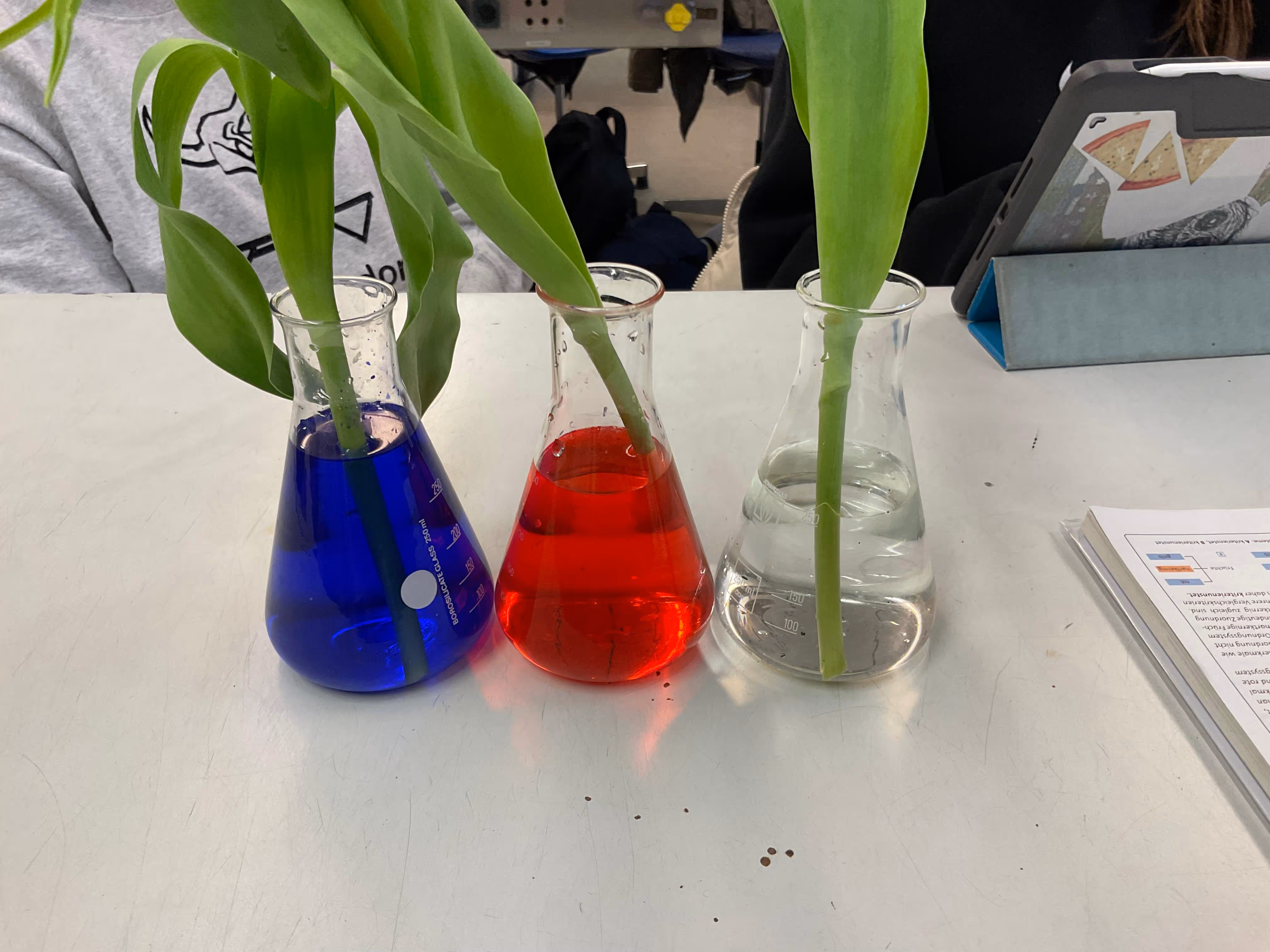 3 Pflanzen in verschiedenen Gefäßen mit roter, blauer und farbloser Flüssigkeit