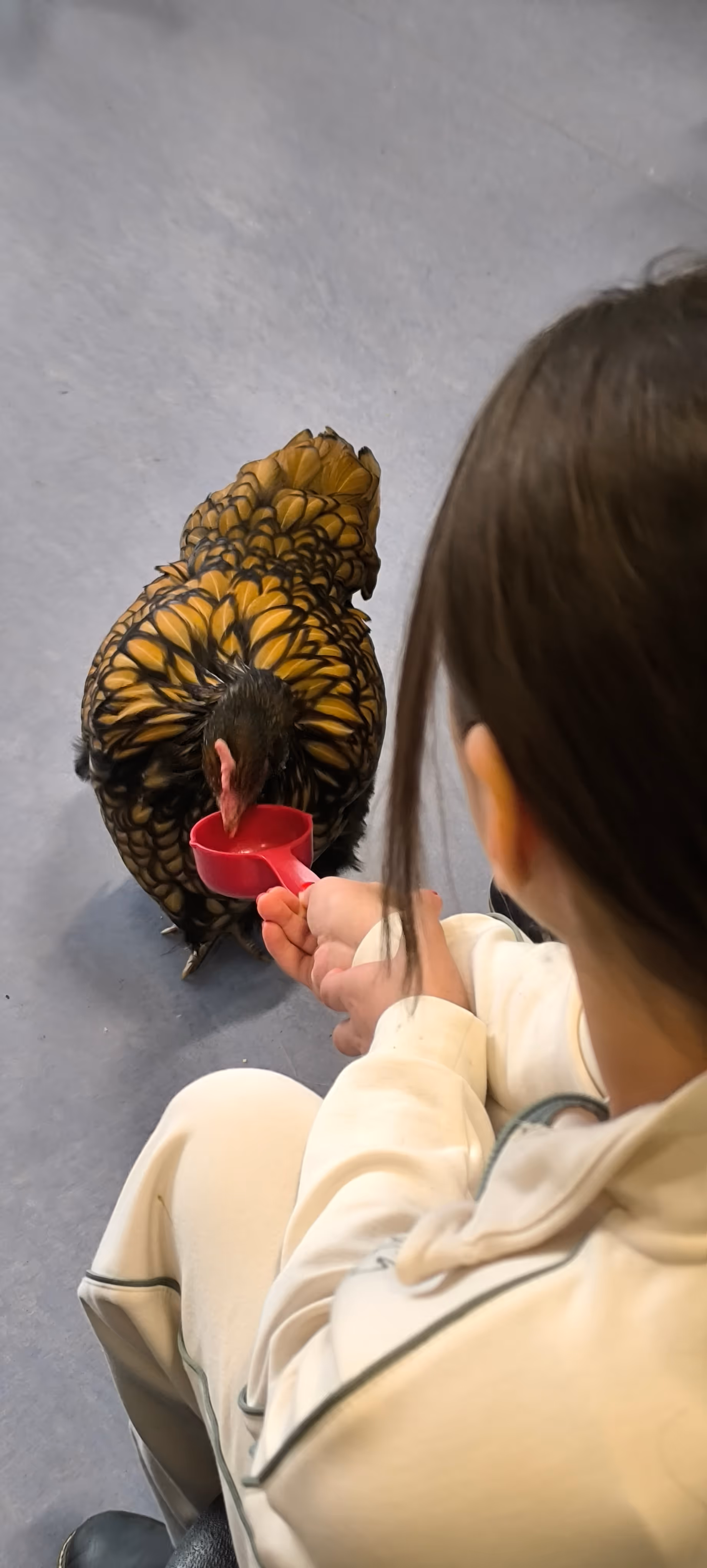 Schülerin füttert Hahn
