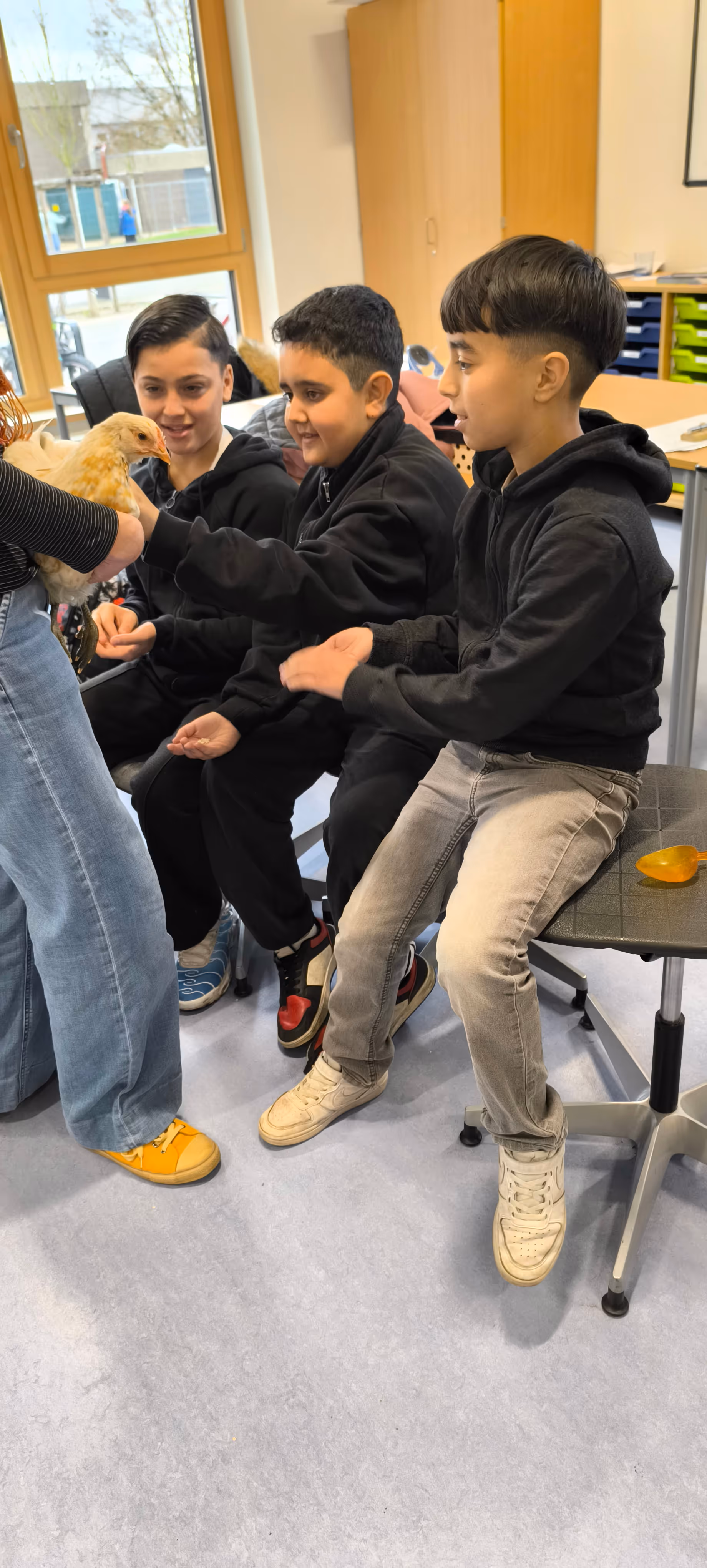 Schüler streicheln Huhn