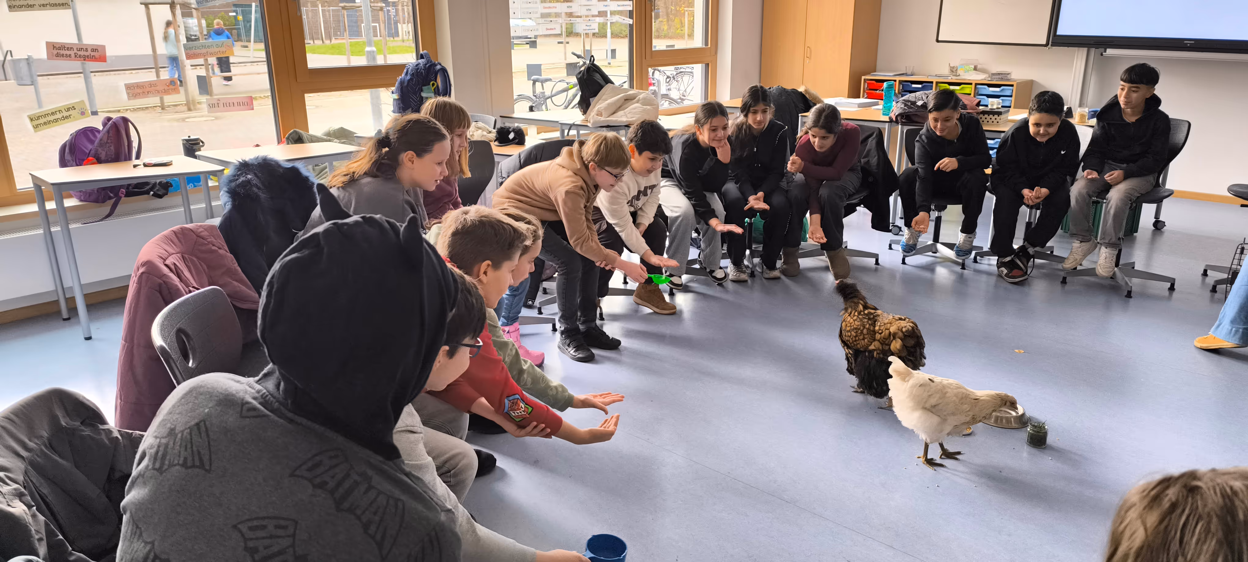 Schüler*innen füttern Huhn und Hahn
