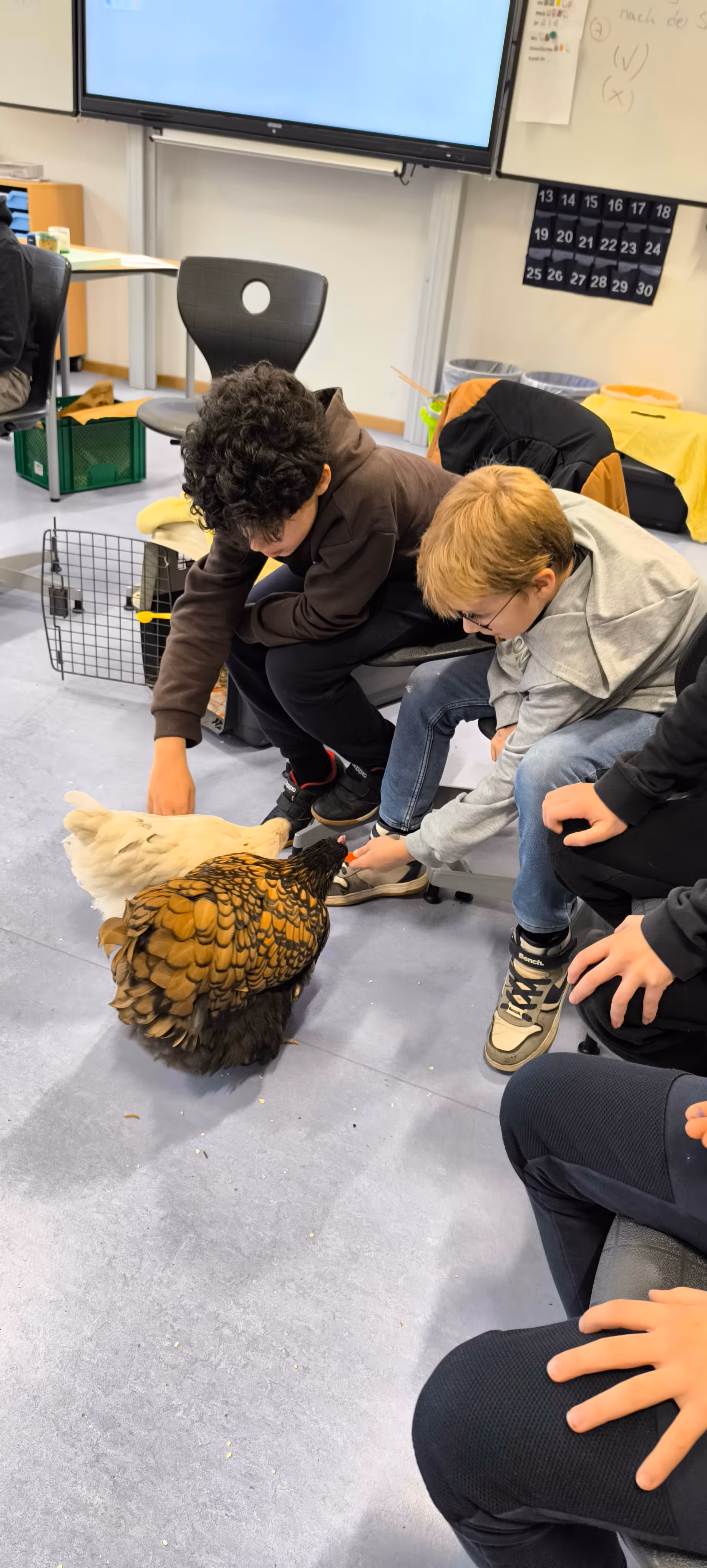 Schüler füttern Huhn und Hahn