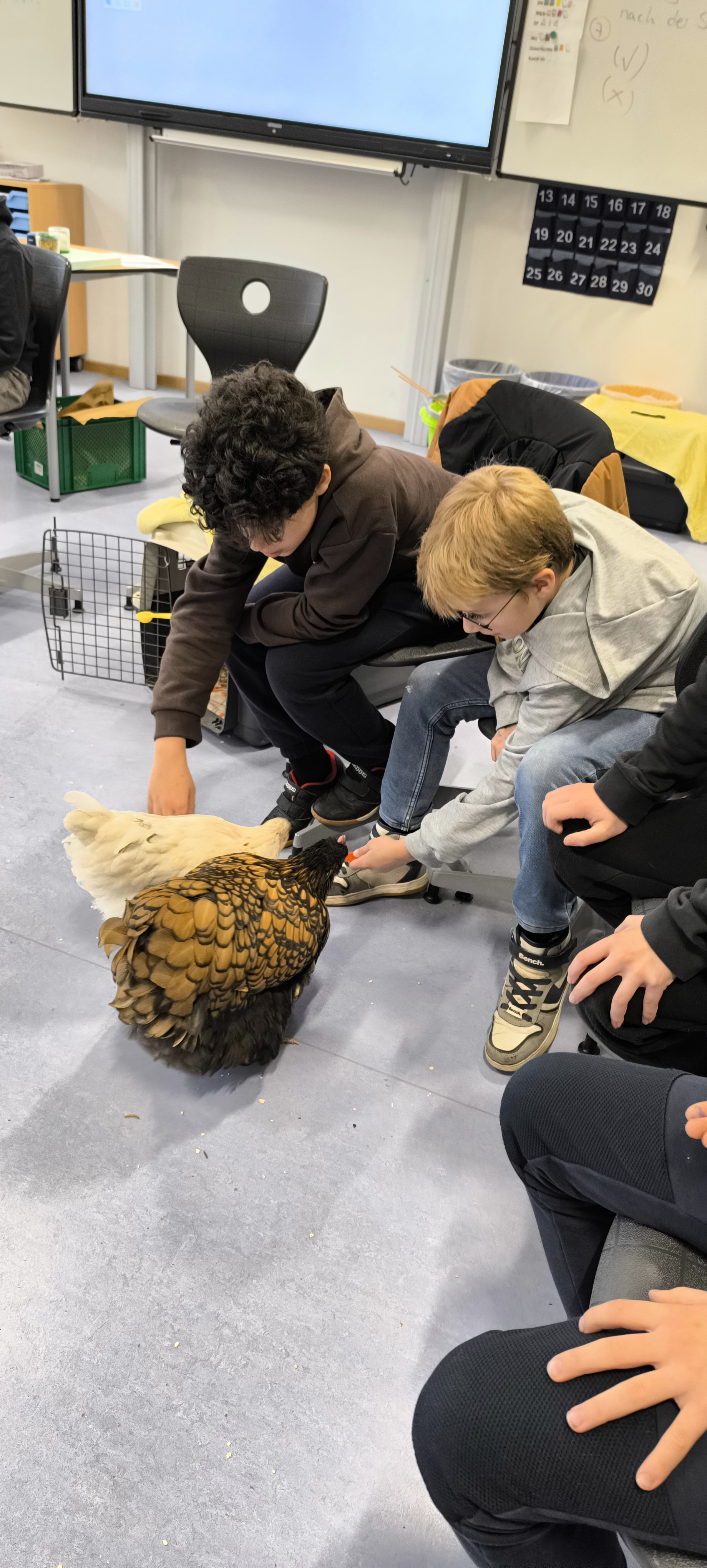 Schüler füttern Huhn und Hahn
