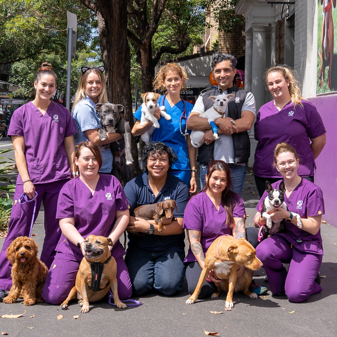 Vets on Crown team photo, holding little animals in Surrey Hills NSW