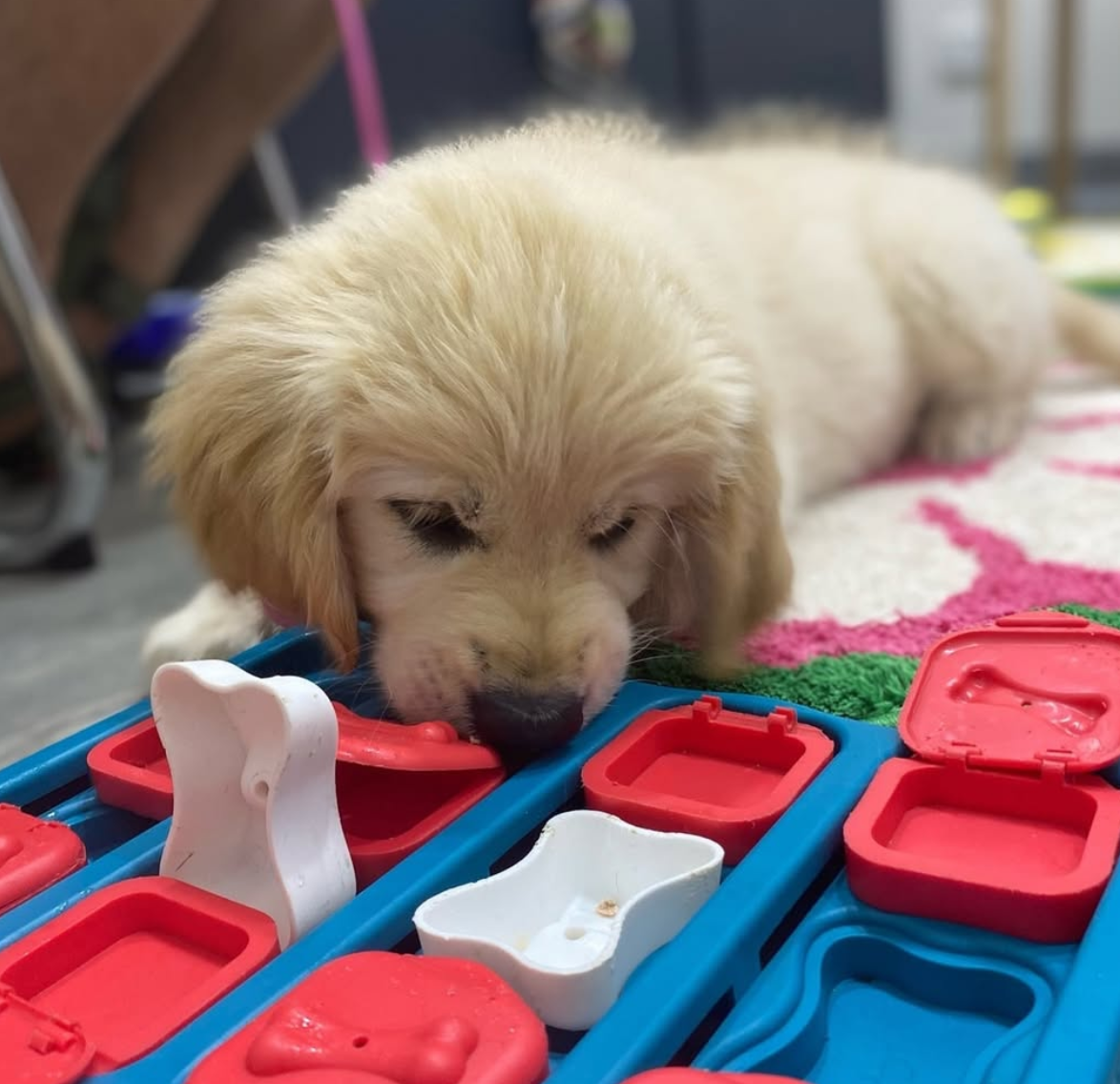 Puppy School at Surrey Hills NSW