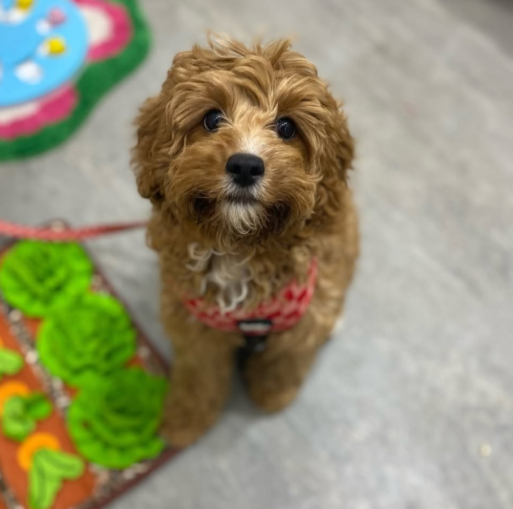 Puppy School at Surrey Hills NSW