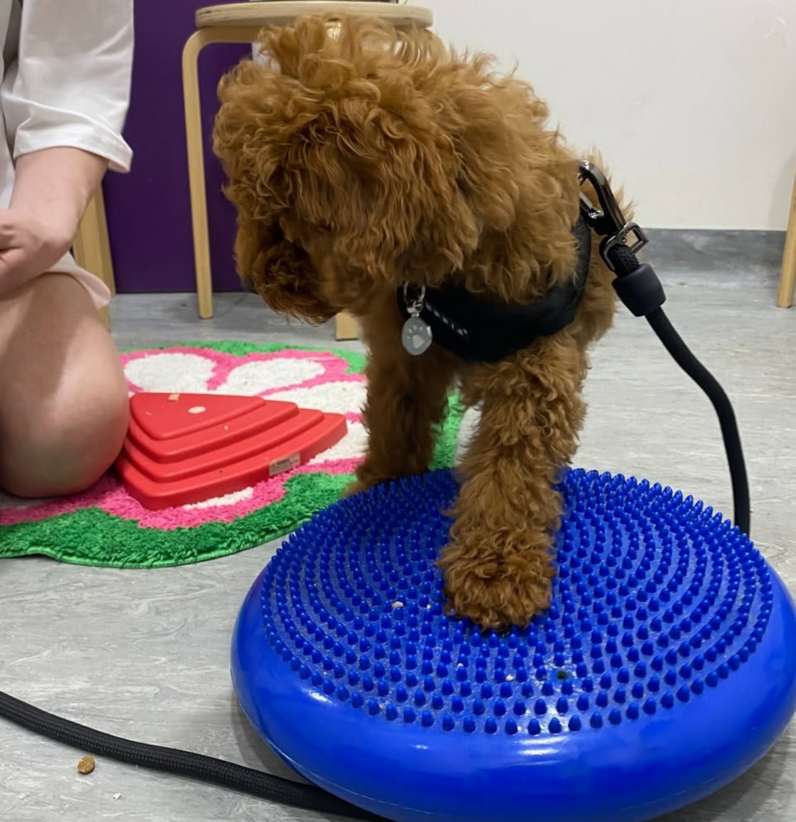 Puppy School at Surrey Hills NSW