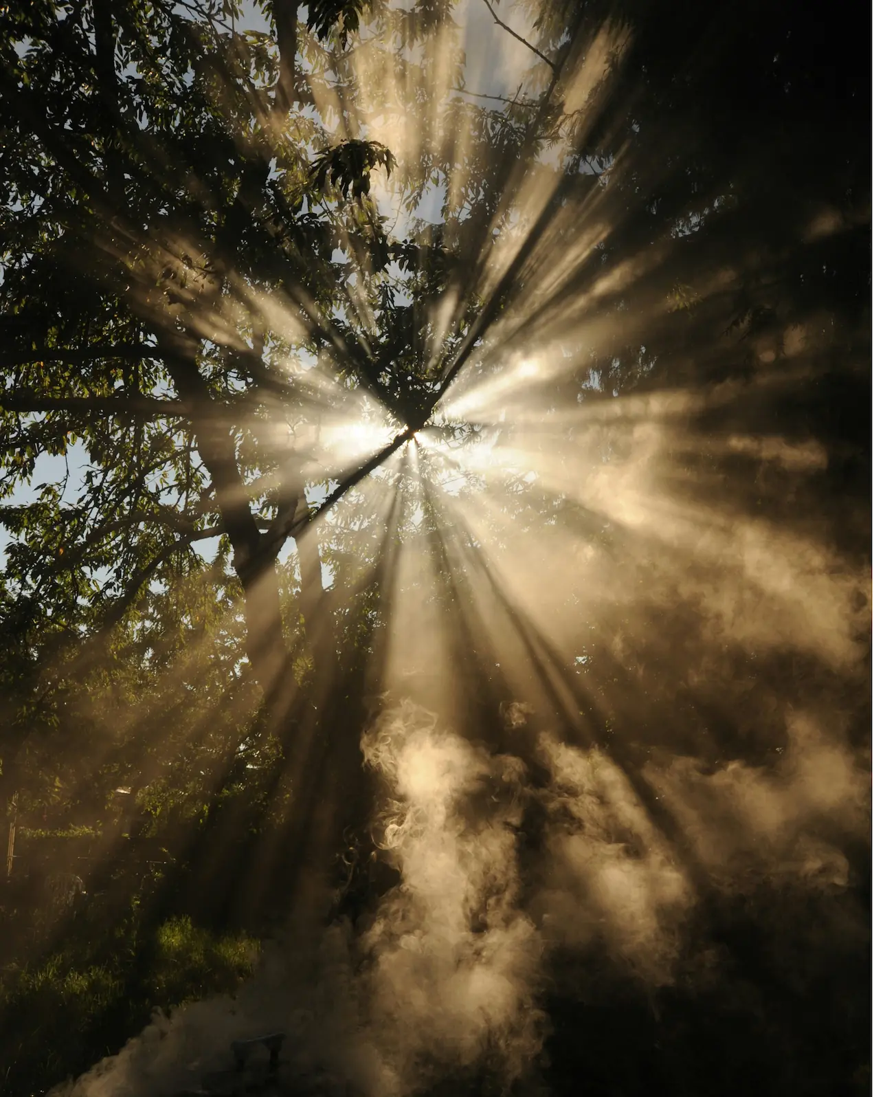 Sunlight streaming through tree branches and leaves, illuminating swirling mist or smoke.
