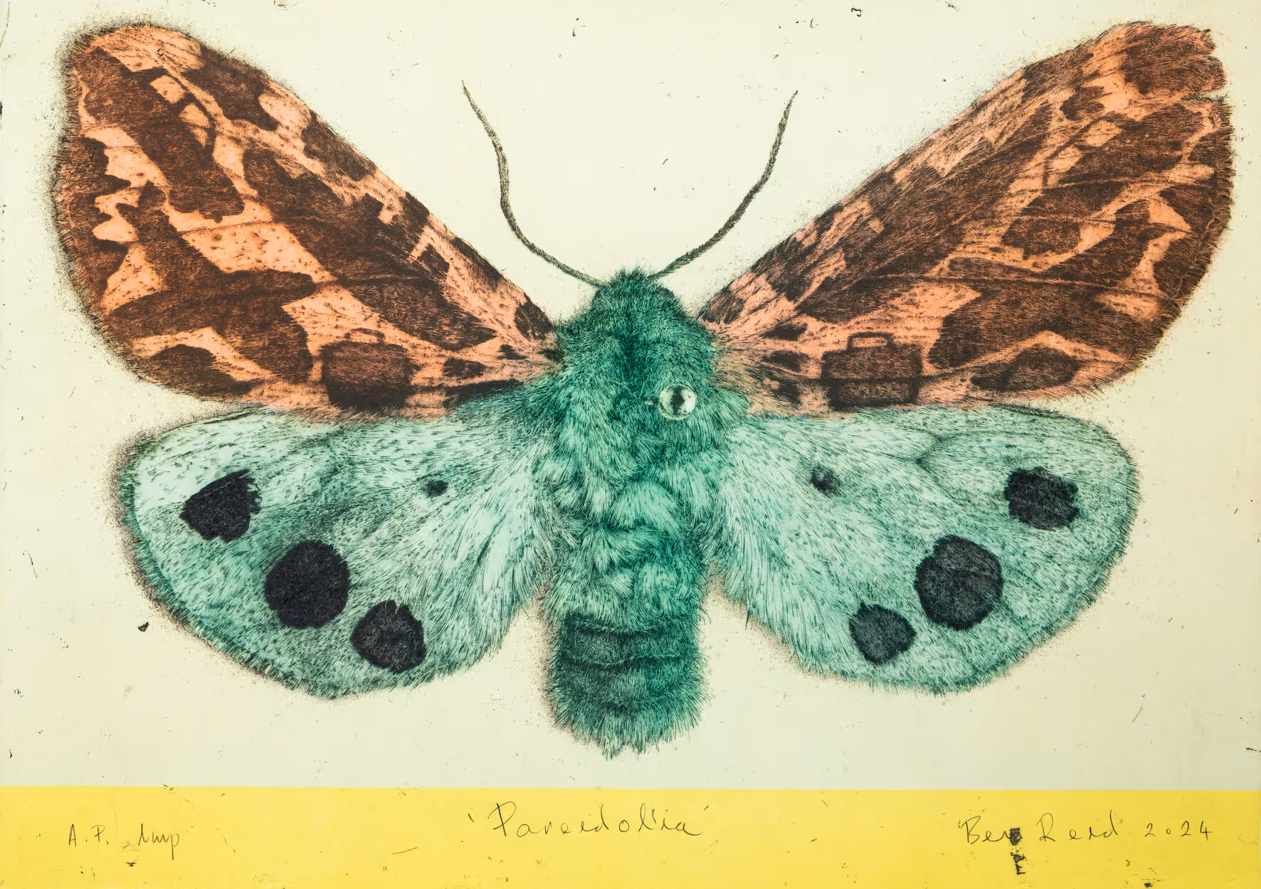Illustration of a moth with green lower wings and orange upper wings featuring black patterns, signed by Ben Reid 2024.