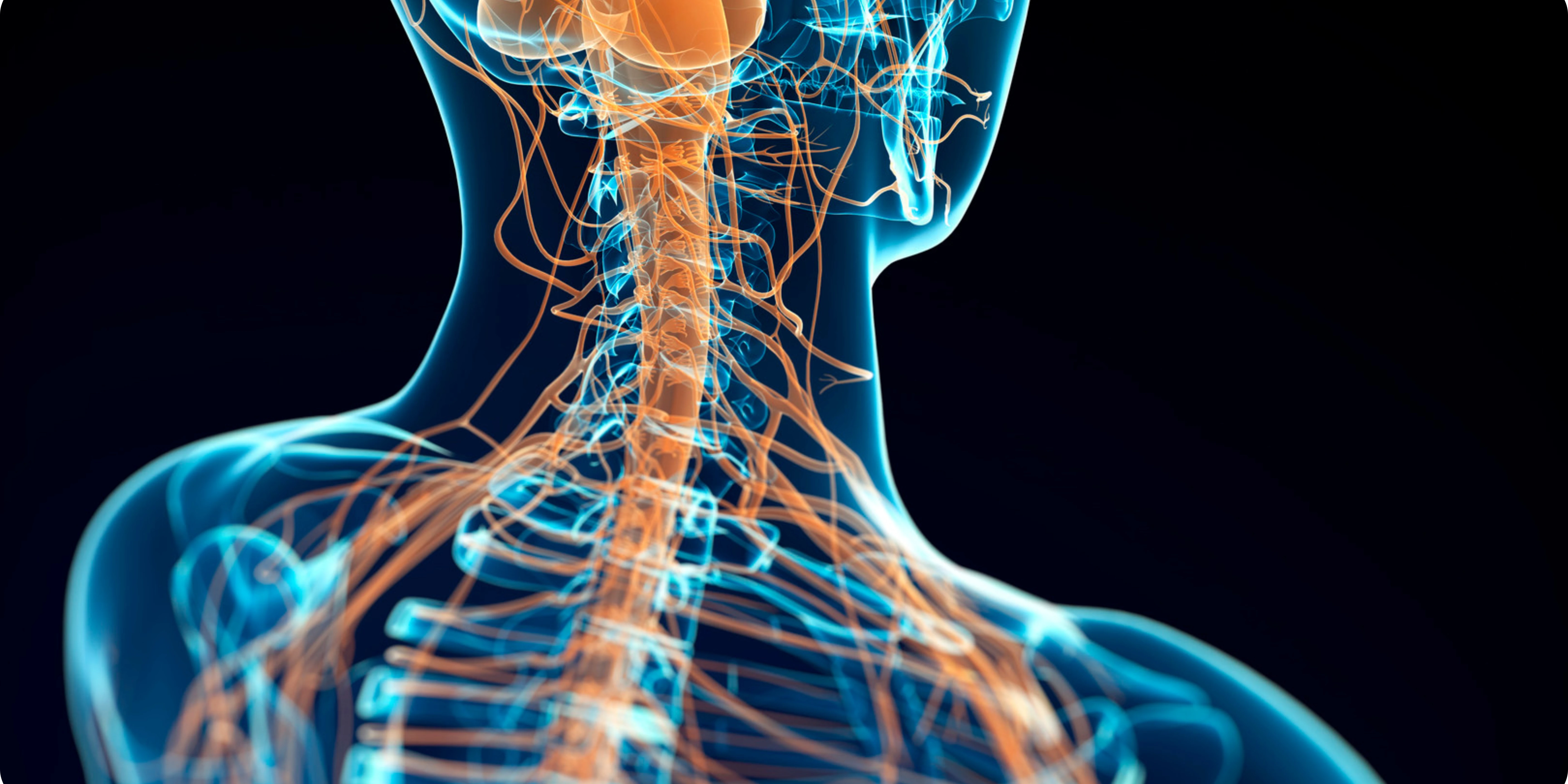 Stylized side view of a spine with glowing blue vertebrae and orange branching nerves on a dark background