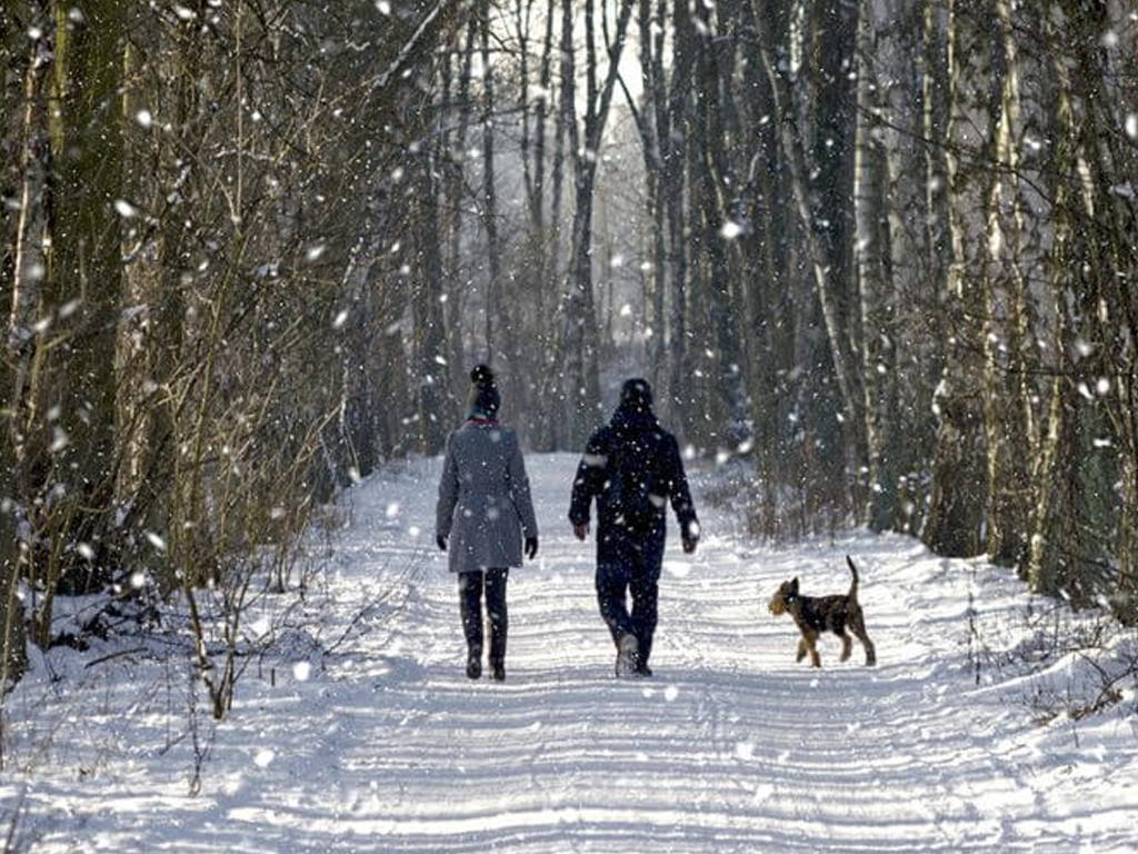 Two people walk a snowy forest path with a dog as snow falls.