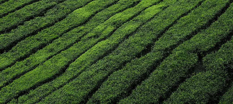 green tea field