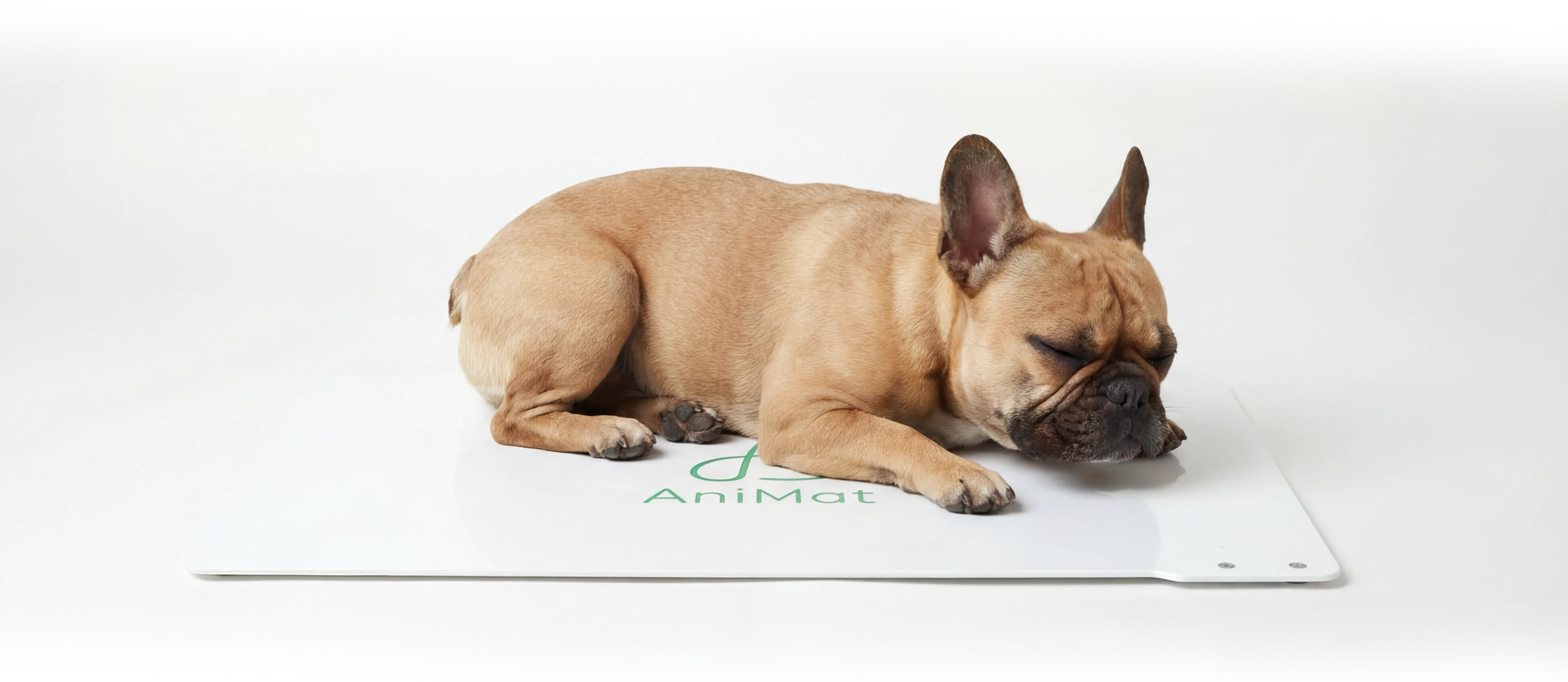 アニマットの上で眠っているフレンチブルドッグ。