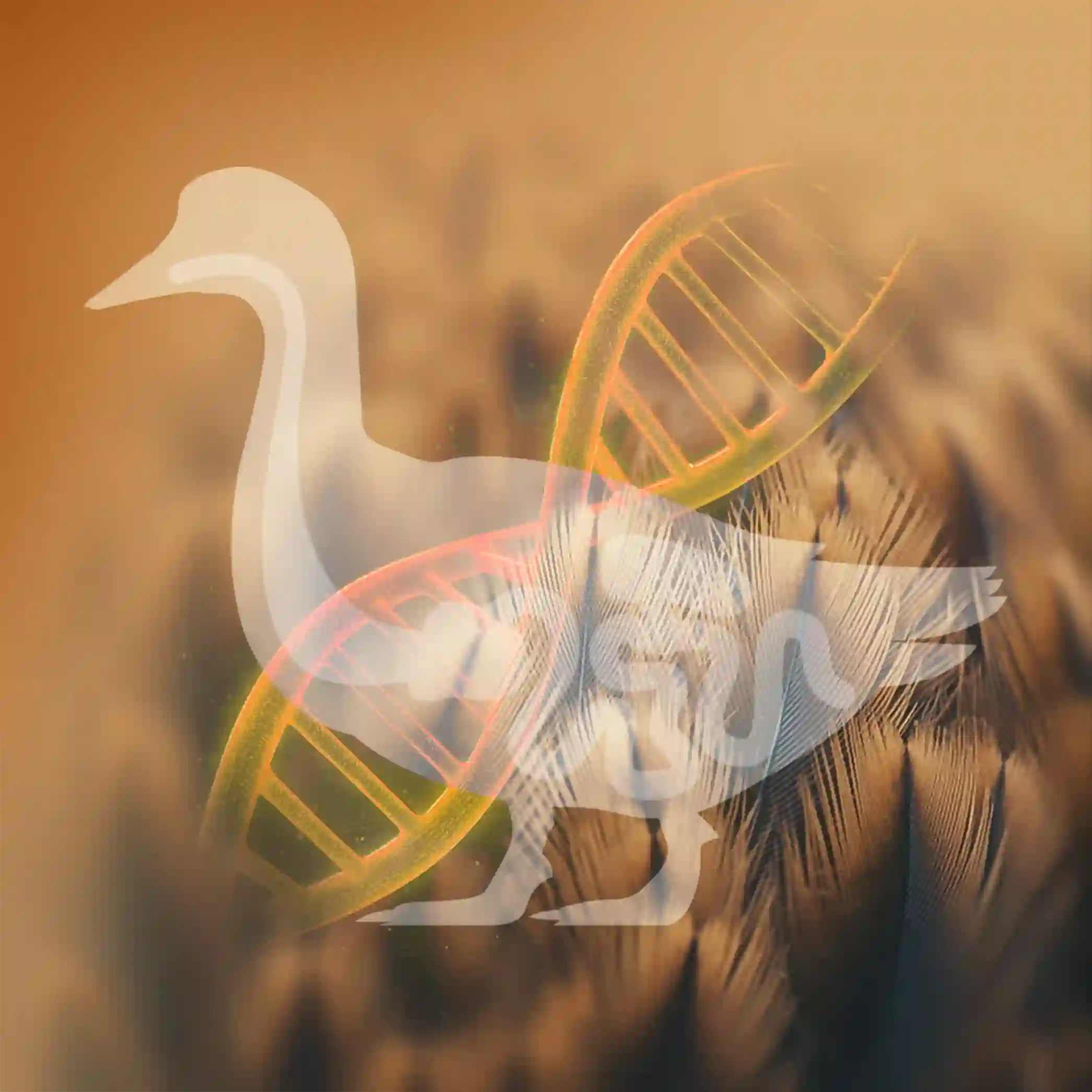Double exposition d'un oiseau stylisé et d'une hélice d'ADN sur fond de plumes brunes volailles gamme AVIFAP