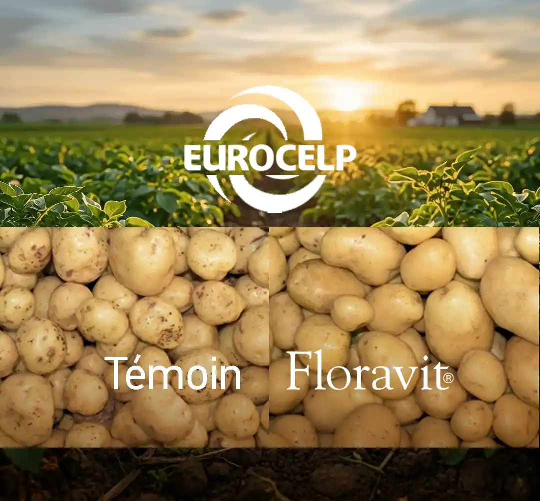 Comparaison de pommes de terre : plus petites et tachées à gauche, plus grosses et uniformes à droite avec Floravit.