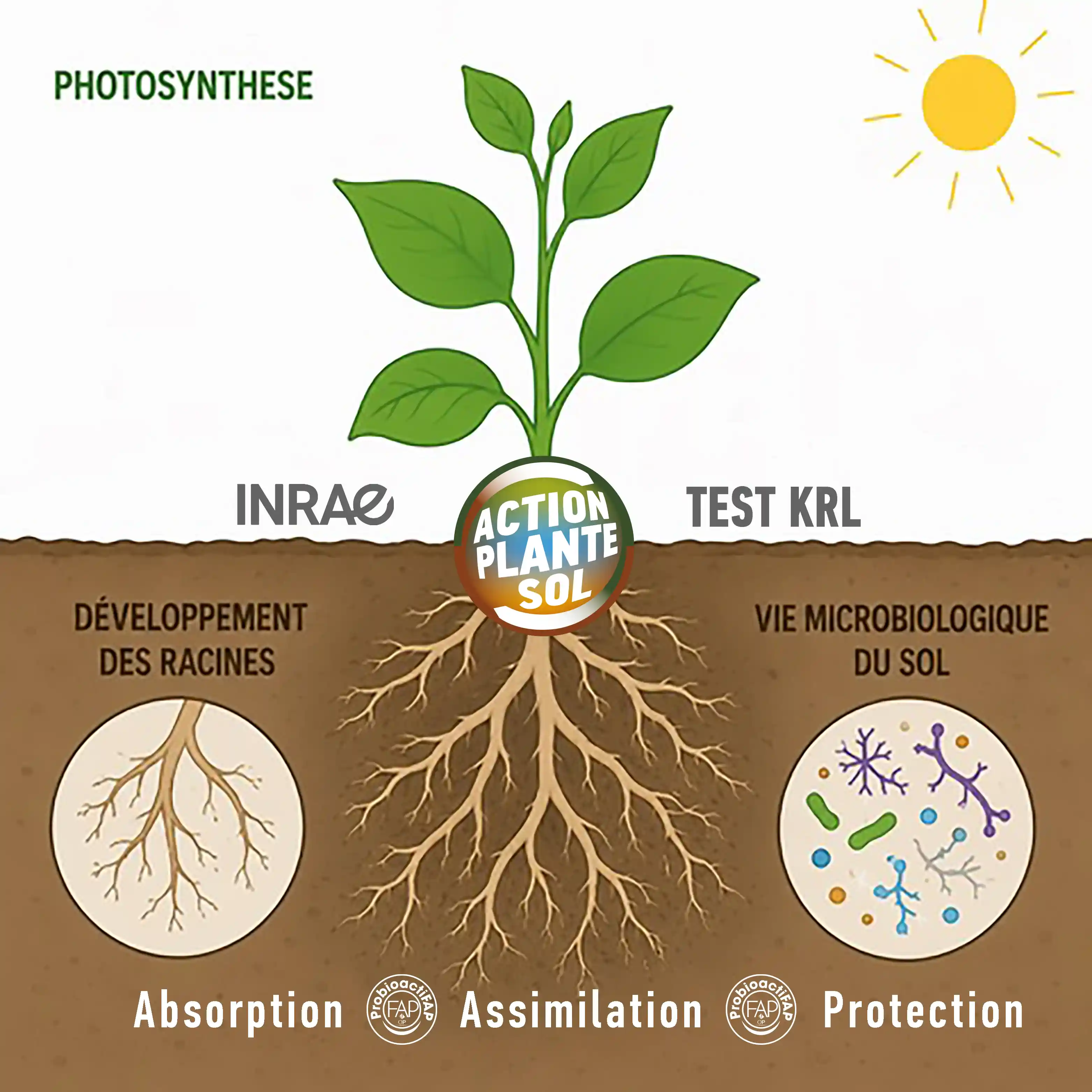 Schéma d'une plante montrant la photosynthèse, le développement des racines, et la vie microbienne du sol.