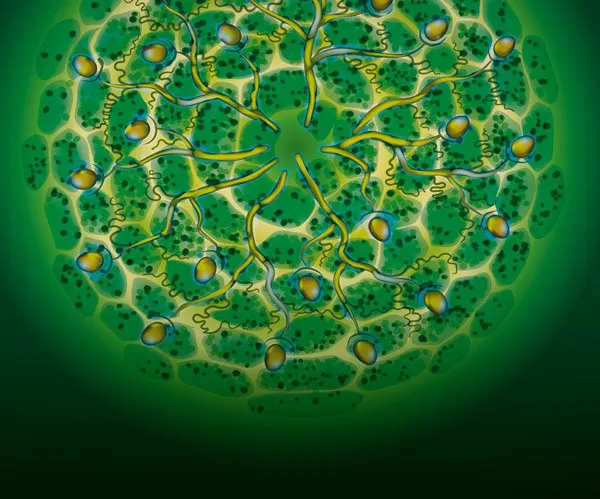 Illustration d'une coupe transversale d'une racine avec des mycorhizes et des cellules végétales vertes.