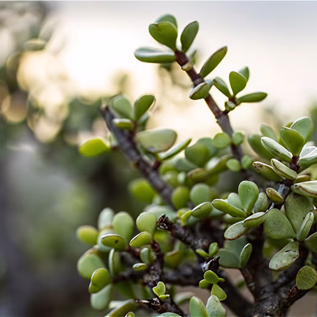 Close-up of a spekboom succulent plant with green oval leaves on brown stems.
