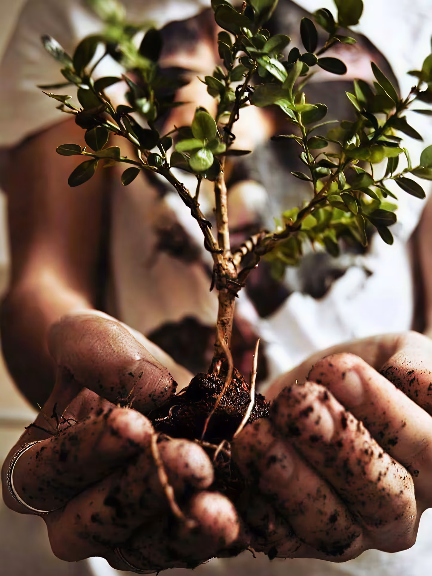 Hands holding a small green plant with soil and roots, symbolizing growth and care.
