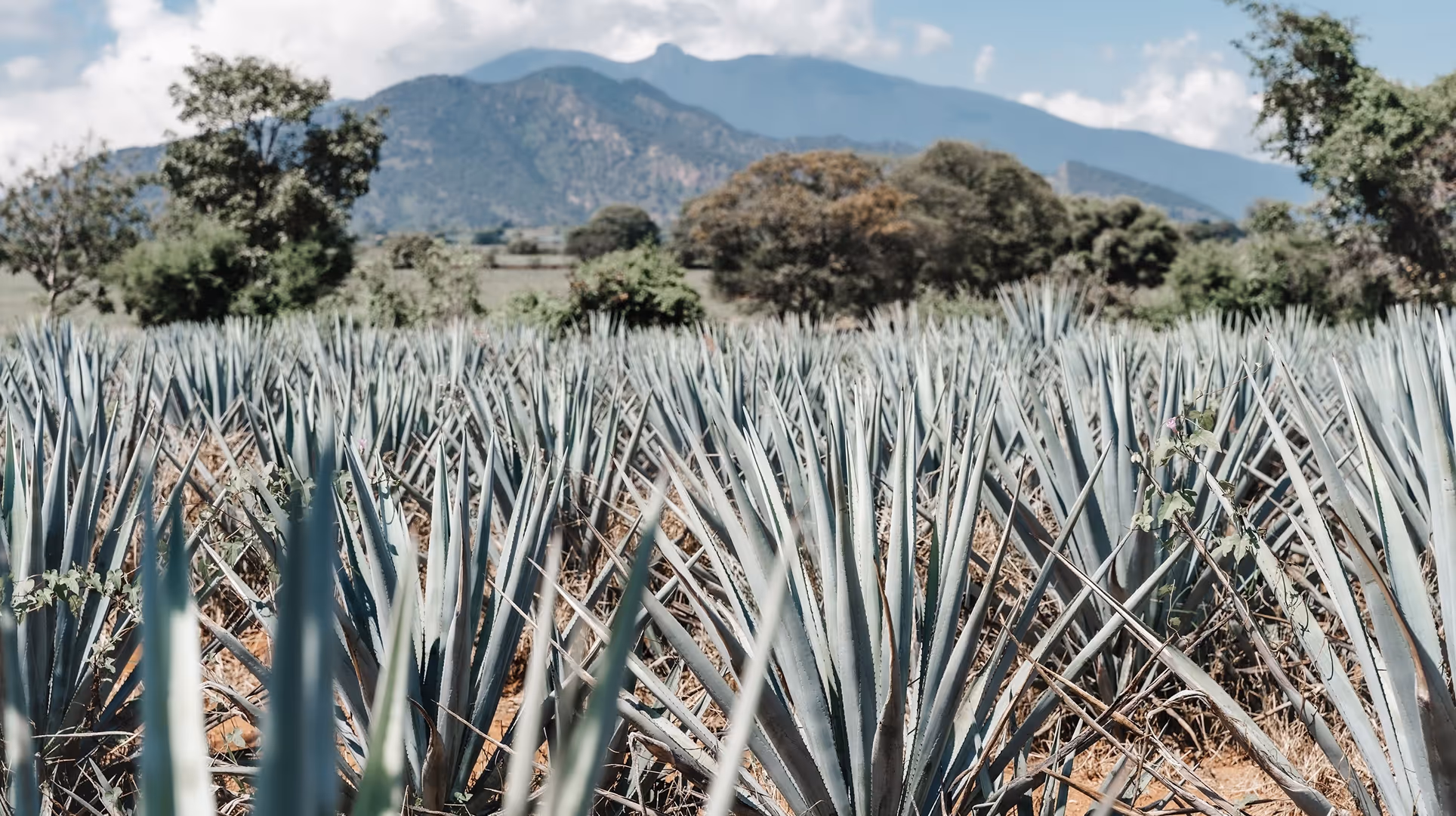 Field of agave plants with mountains and trees in the background under cloudy sky.