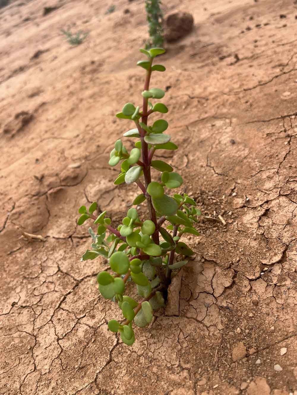 Small green succulent plant growing from dry cracked soil.