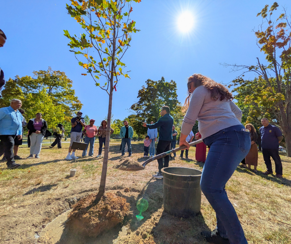 Tree planting at Campagnone Common in Lawrence, September 12