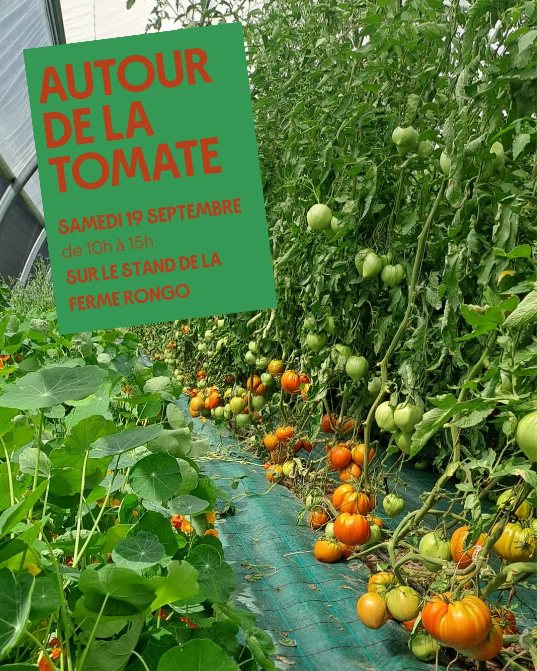 Autour de la tomate 