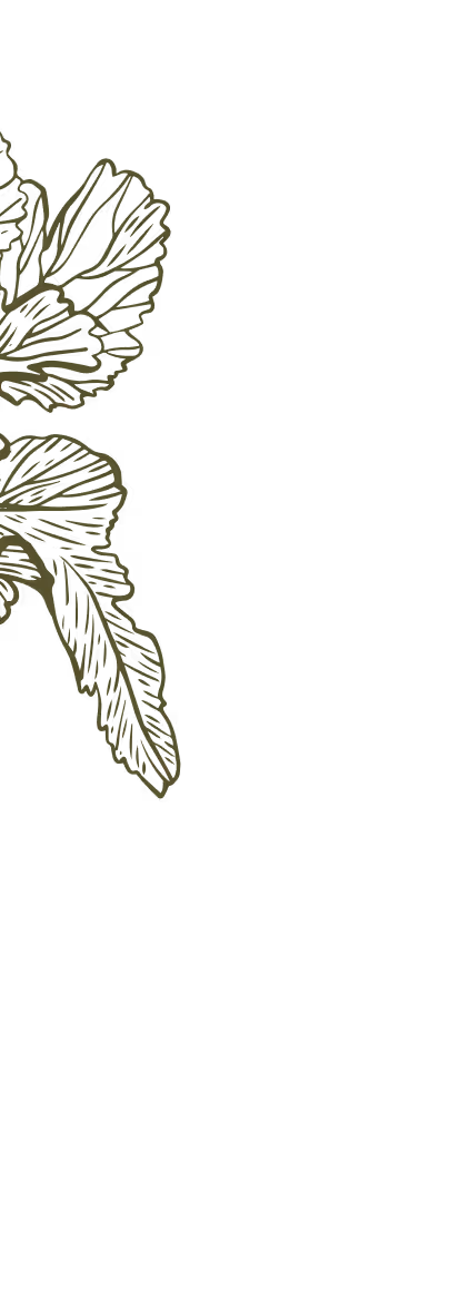 Green line drawing illustration of radish leaves on a transparent background.