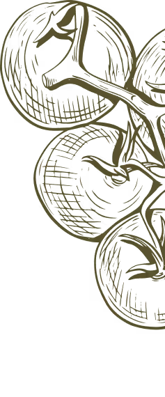 Illustration of three tomatoes on the vine with detailed line art in green.