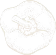 White detailed illustration of a bell pepper viewed from the top.